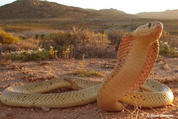 African Saw Scaled Viper Echis_ocellatus_from_Ghana